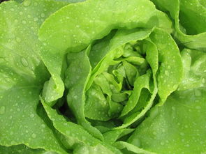 孕妇可以吃西瓜和荔枝吗？